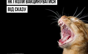 Як і коли вакцинуватися від сказу